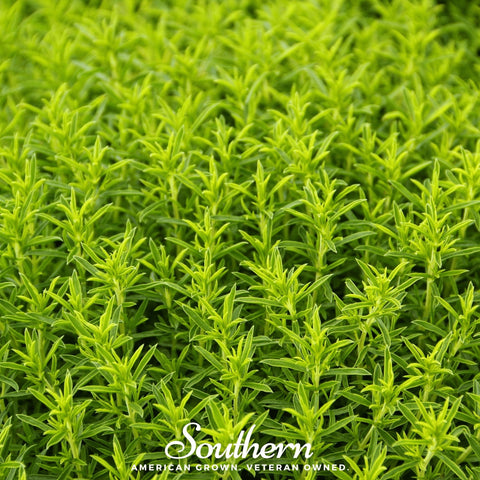 Winter Savory – 100 Seeds, additional product view 2