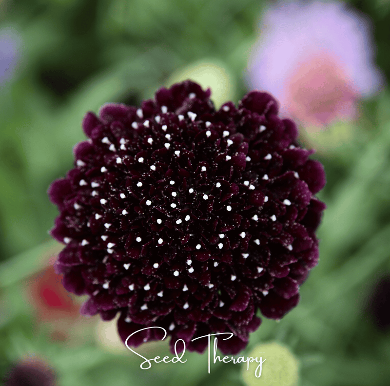Load image into Gallery viewer, Black Knight Scabiosa – 30 Seeds
