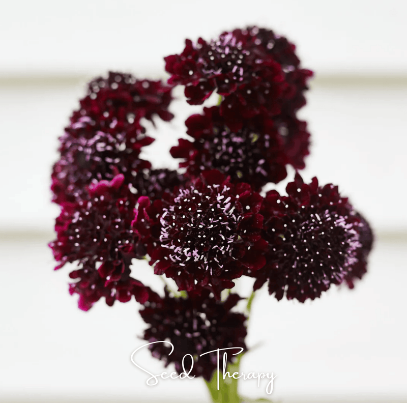 Load image into Gallery viewer, Black Knight Scabiosa – 30 Seeds
