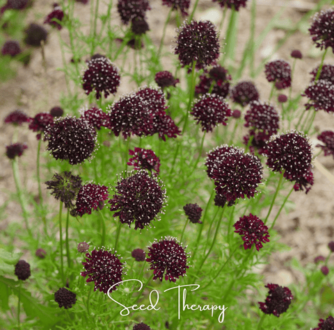 Black Knight Scabiosa 30 Seeds