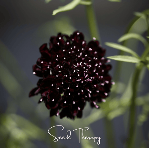 Black Knight Scabiosa – 30 Seeds, additional product view 2