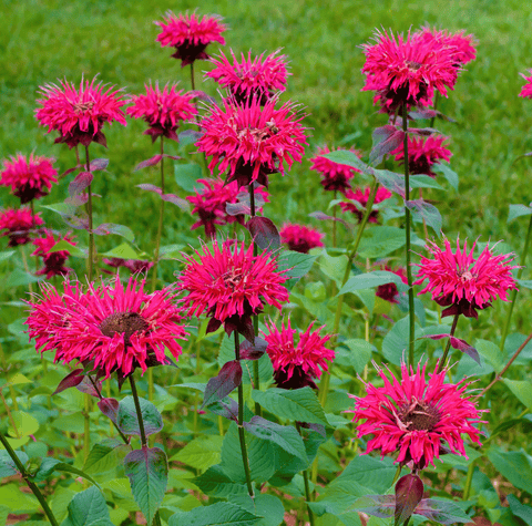 Scarlet Bee Balm – 20 Seeds, additional product view 2