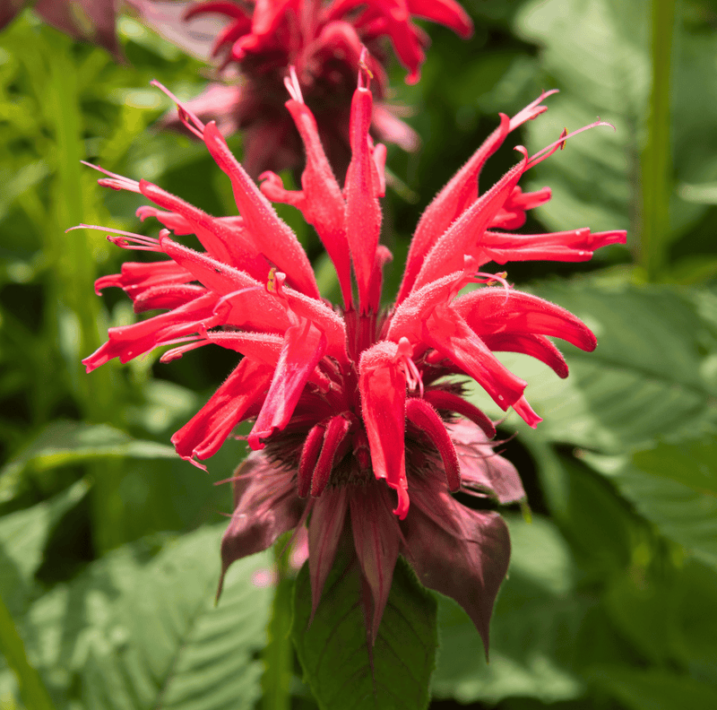 Load image into Gallery viewer, Scarlet Bee Balm – 20 Seeds
