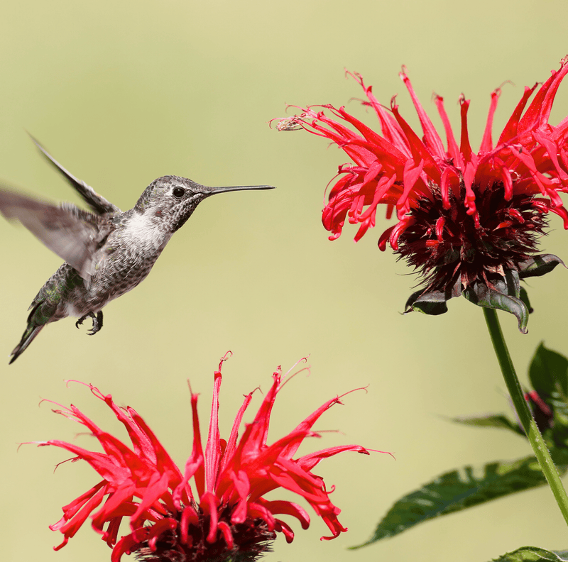 Load image into Gallery viewer, Scarlet Bee Balm – 20 Seeds
