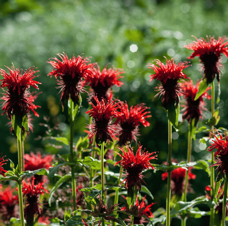 Load image into Gallery viewer, Scarlet Bee Balm – 20 Seeds
