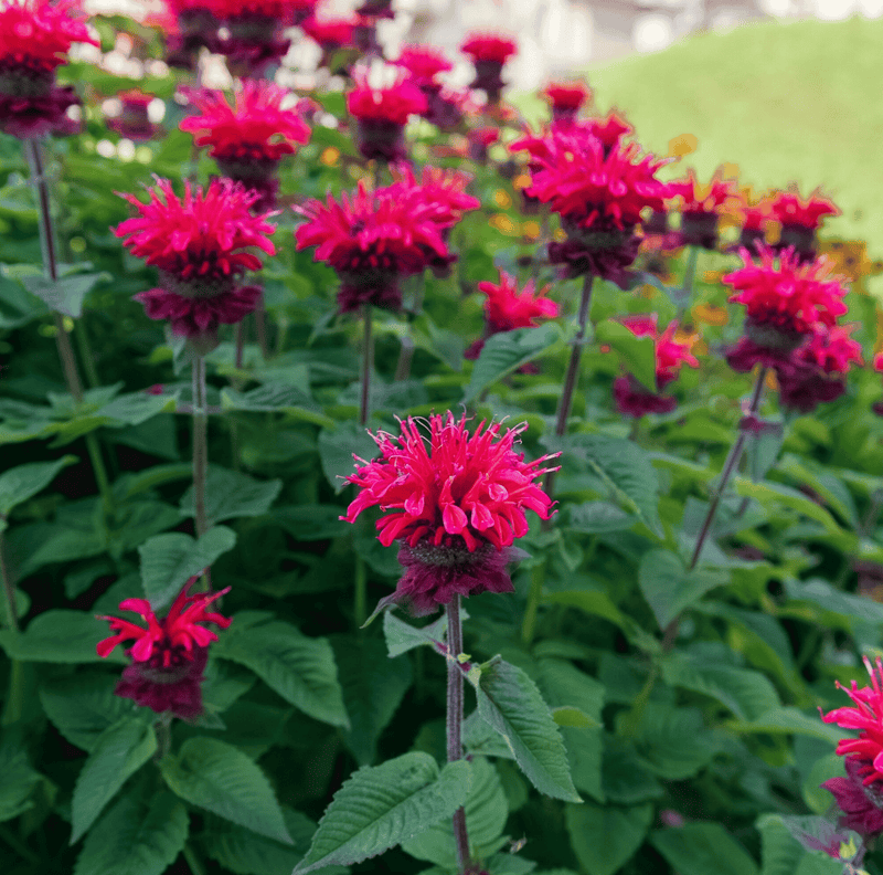 Load image into Gallery viewer, Scarlet Bee Balm – 20 Seeds
