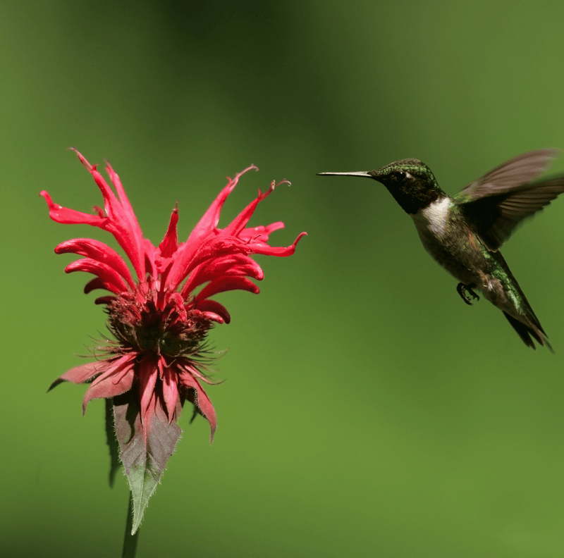 Load image into Gallery viewer, Scarlet Bee Balm – 20 Seeds
