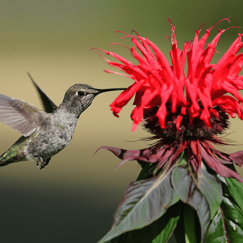 Scarlet Bee Balm seeds package, 20 count, GrowTime Garden Supply