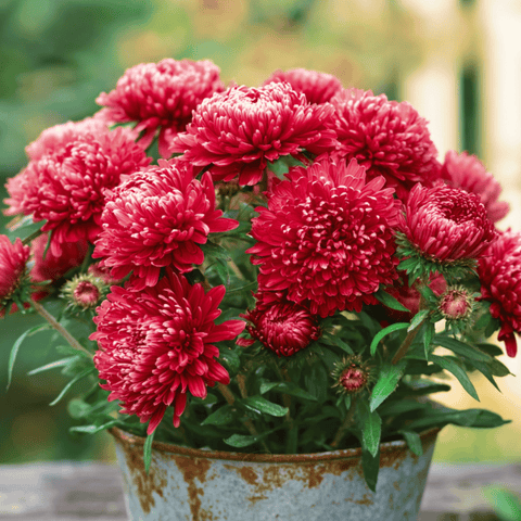 Scarlet Paeony Duchess Aster 50 Seeds