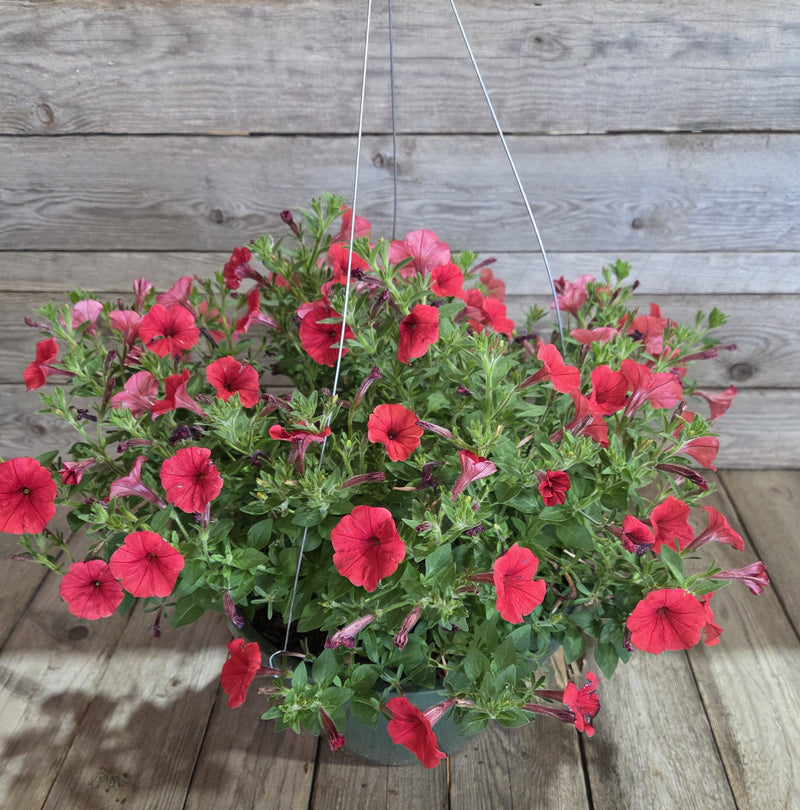 Load image into Gallery viewer, Supertunia Mini Vista® Scarlet Petunia
