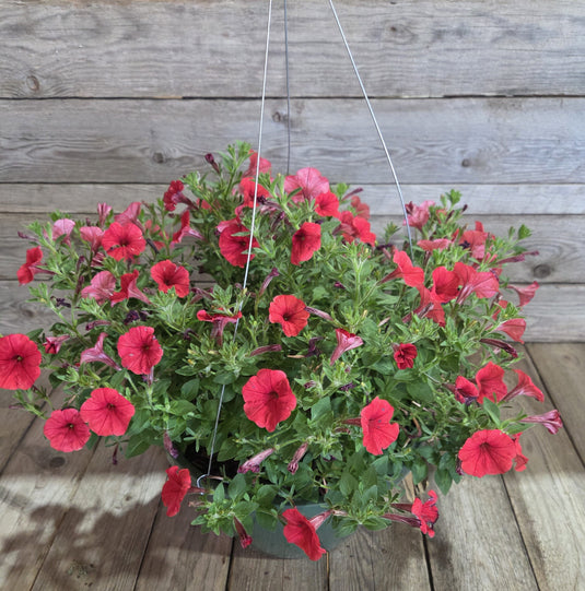 Supertunia Mini Vista® Scarlet Petunia