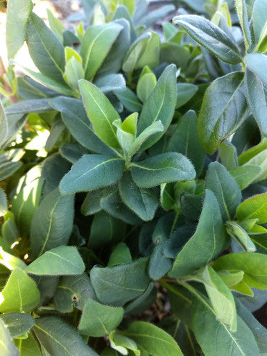 Scentsation Honeysuckle Lonicera Periclymenum