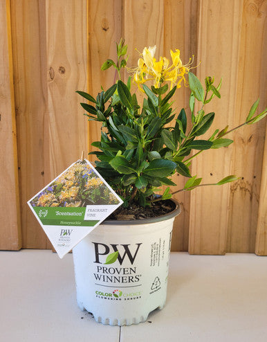 Load image into Gallery viewer, Scentsation Honeysuckle | Lonicera periclymenum 'Scentsation'
