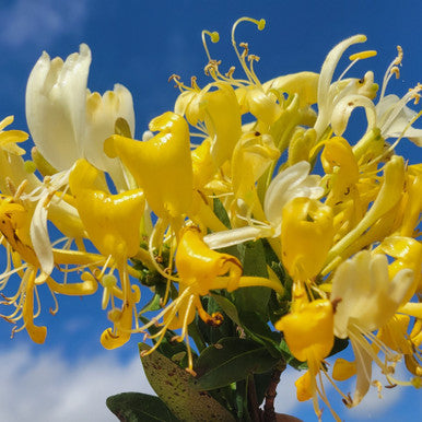 Load image into Gallery viewer, Scentsation Honeysuckle | Lonicera periclymenum 'Scentsation'
