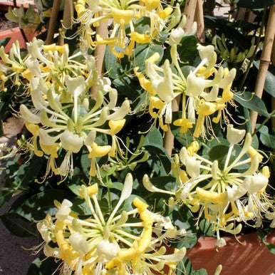 Load image into Gallery viewer, Scentsation Honeysuckle | Lonicera periclymenum 'Scentsation'
