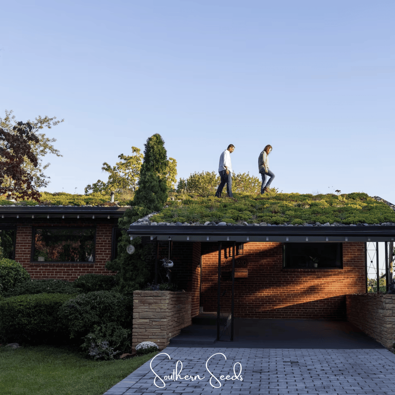 Load image into Gallery viewer, Sedum Roof Mix – 500 Seeds
