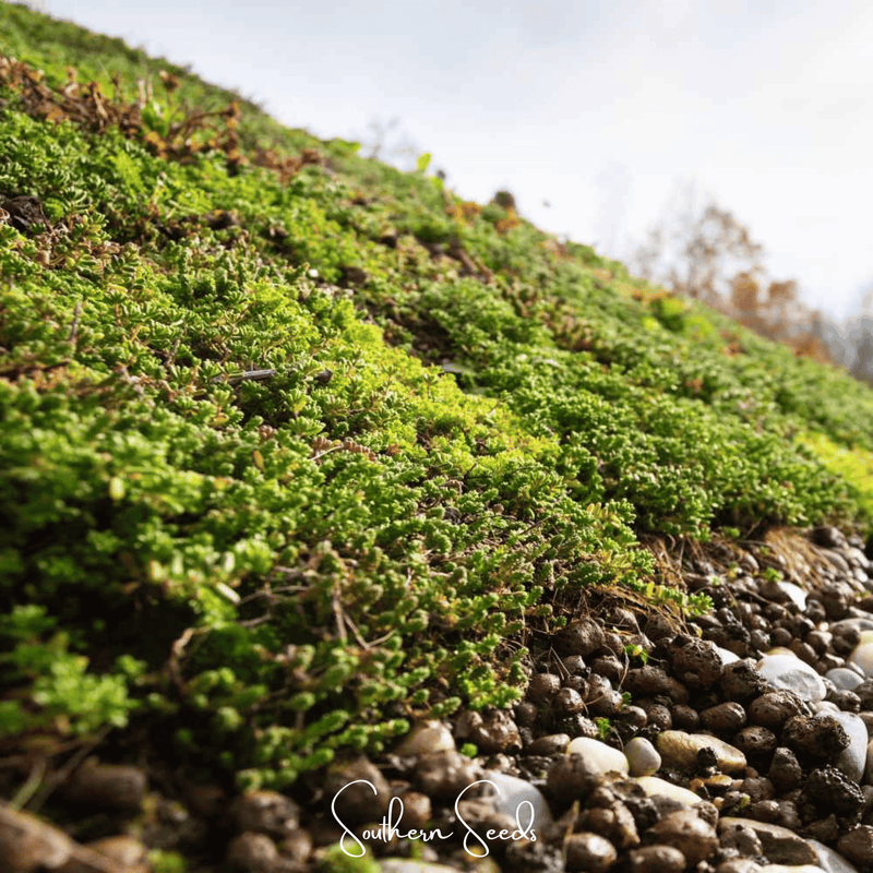 Load image into Gallery viewer, Sedum Roof Mix – 500 Seeds
