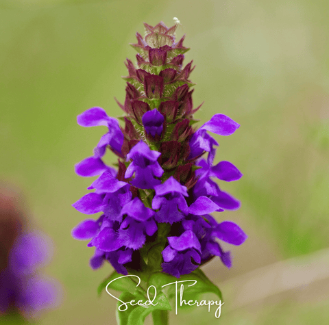 Self Heal Heal All All Heal 50 Seeds