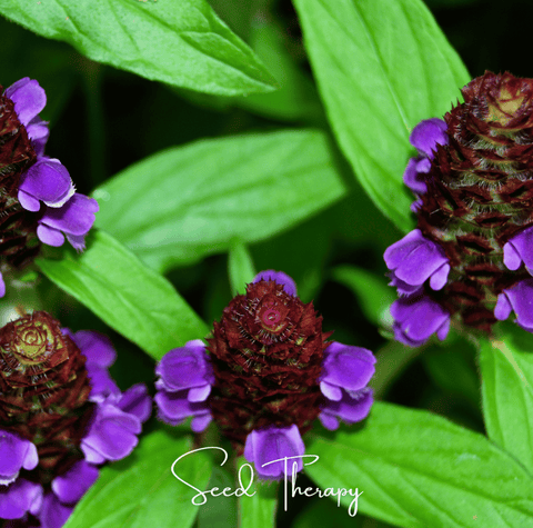 Self Heal (Heal All, All Heal) – 50 Seeds, additional product view 2