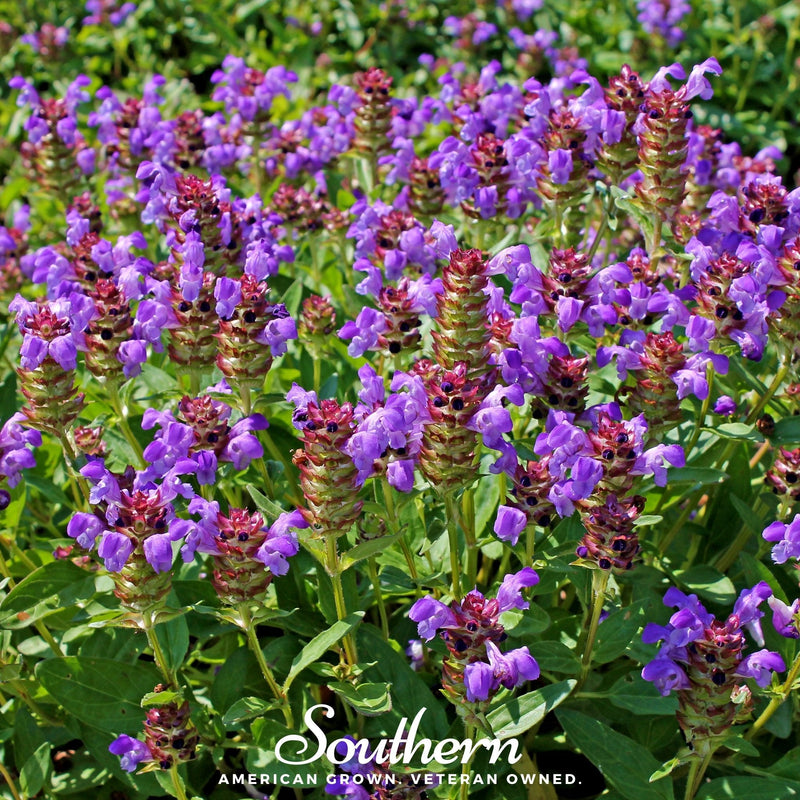 Load image into Gallery viewer, Self Heal (Heal All, All Heal) – 50 Seeds
