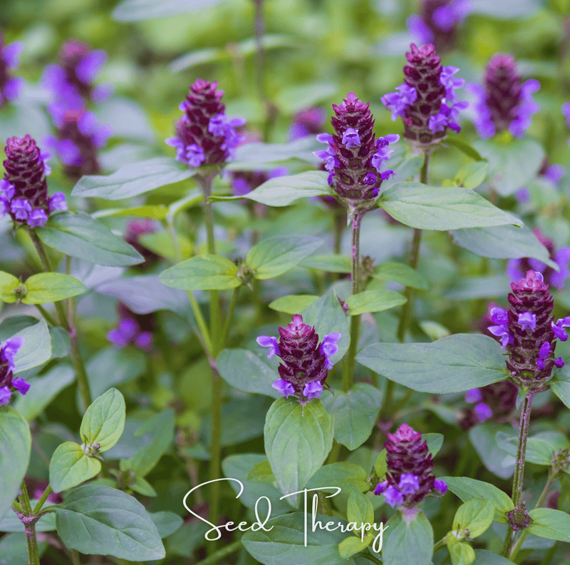Load image into Gallery viewer, Self Heal (Heal All, All Heal) – 50 Seeds
