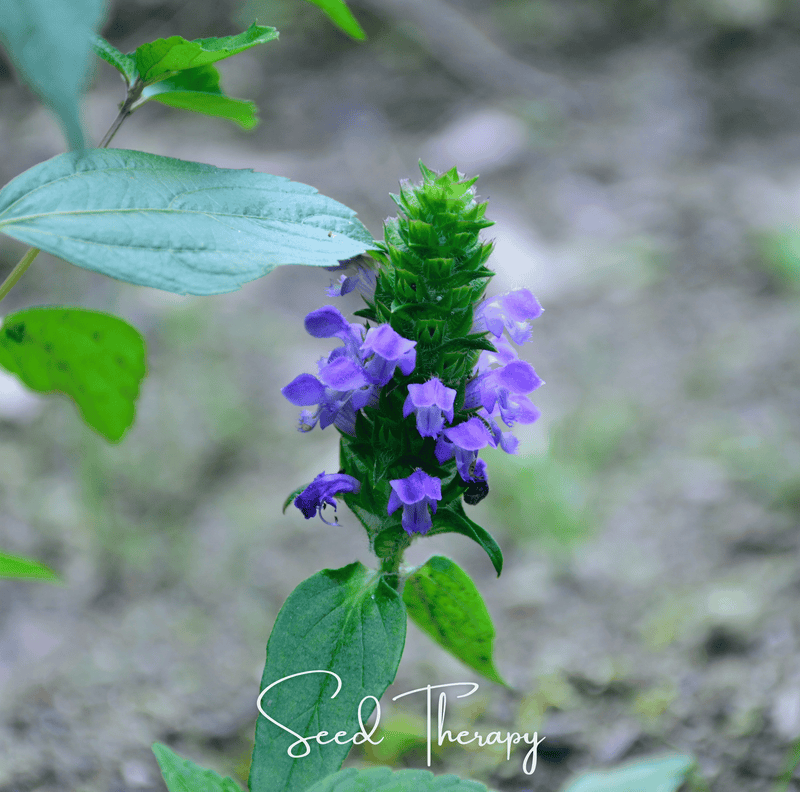 Load image into Gallery viewer, Self Heal (Heal All, All Heal) – 50 Seeds
