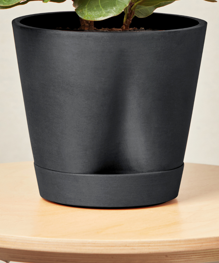 Load image into Gallery viewer, Monstera Thai Constellation
