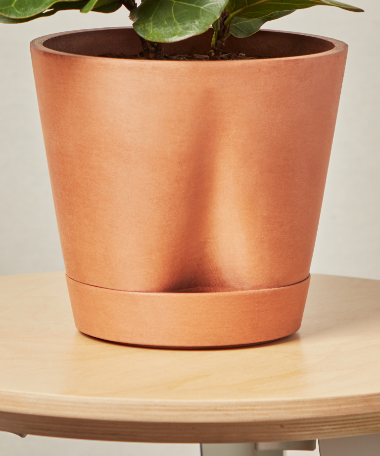 Load image into Gallery viewer, Monstera Thai Constellation
