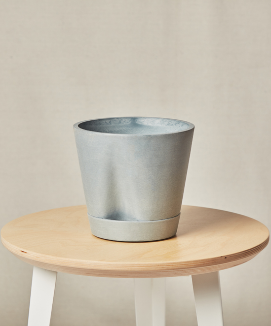 Monstera Thai Constellation