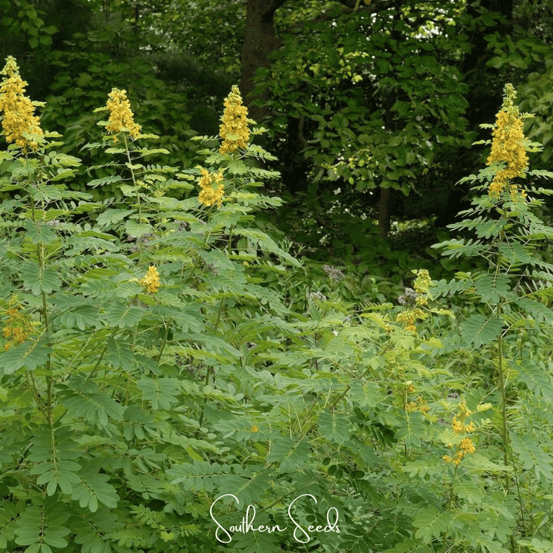 Load image into Gallery viewer, Wild Senna – 20 Seeds
