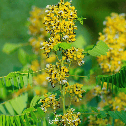 Wild Senna 20 Seeds