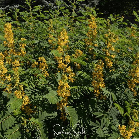 Wild Senna – 20 Seeds, additional product view 2