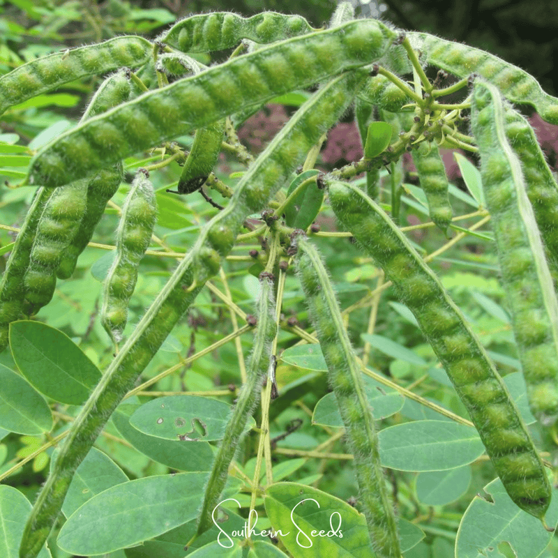 Load image into Gallery viewer, Wild Senna – 20 Seeds
