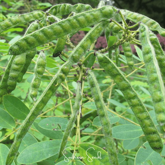 Wild Senna – 20 Seeds