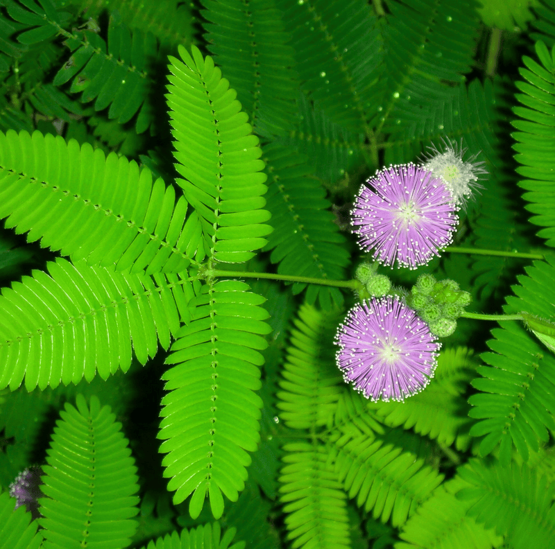 Load image into Gallery viewer, Sensitive Plant Mimosa – 50 Seeds – Responds When Touched
