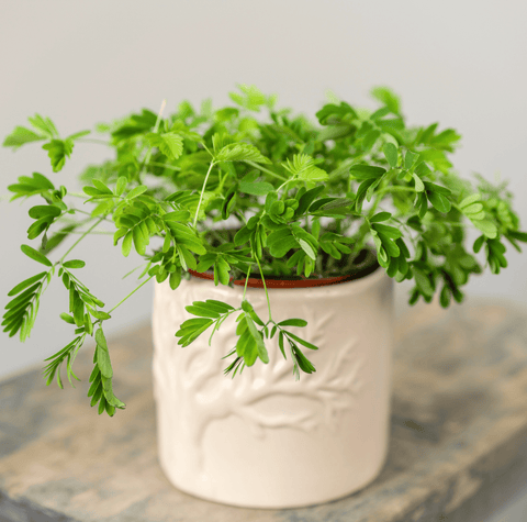 Sensitive Plant Mimosa – 50 Seeds – Responds When Touched, additional product view 2