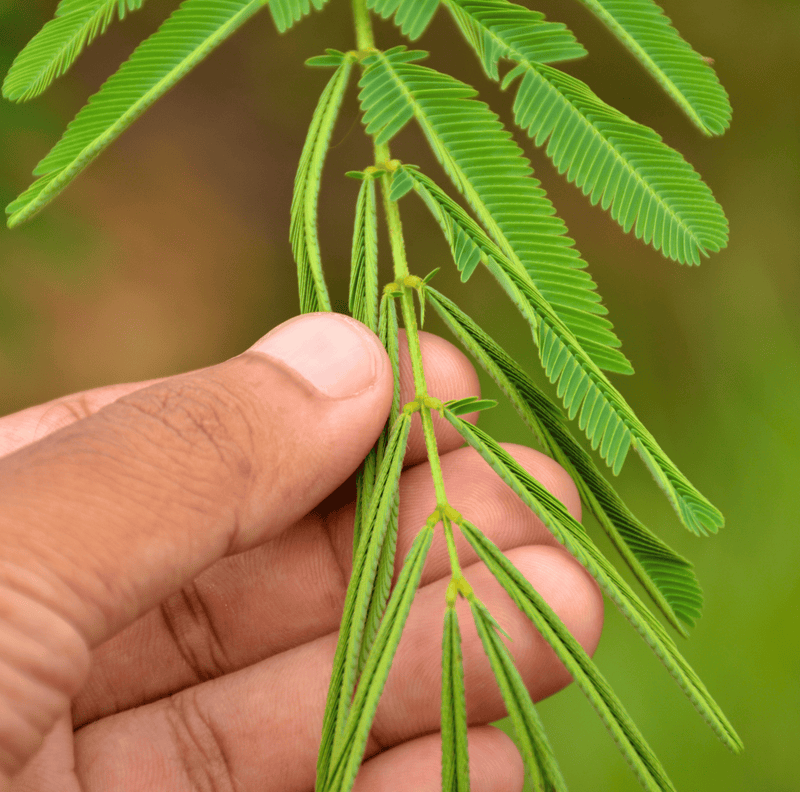 Load image into Gallery viewer, Sensitive Plant Mimosa – 50 Seeds – Responds When Touched
