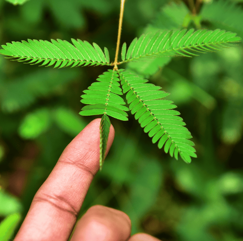 Load image into Gallery viewer, Sensitive Plant Mimosa – 50 Seeds – Responds When Touched
