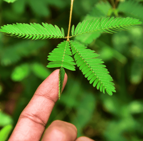 Sensitive Plant Mimosa 50 Seeds Responds When Touched