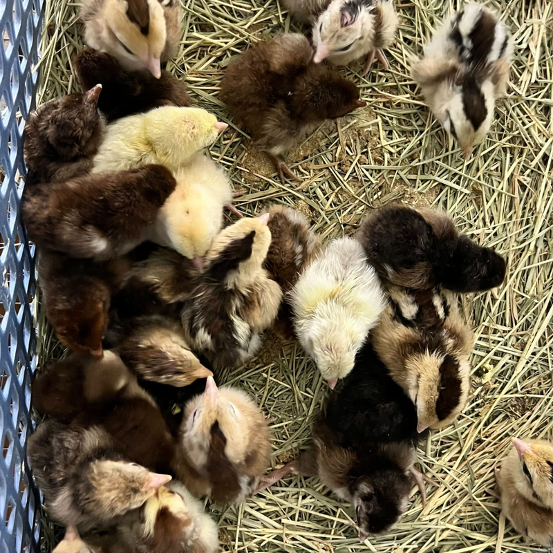 Load image into Gallery viewer, 6 Rare Serama Bantam Hatching Eggs – World’s Smallest Chicken – Fertile &amp; Freshly Collected

