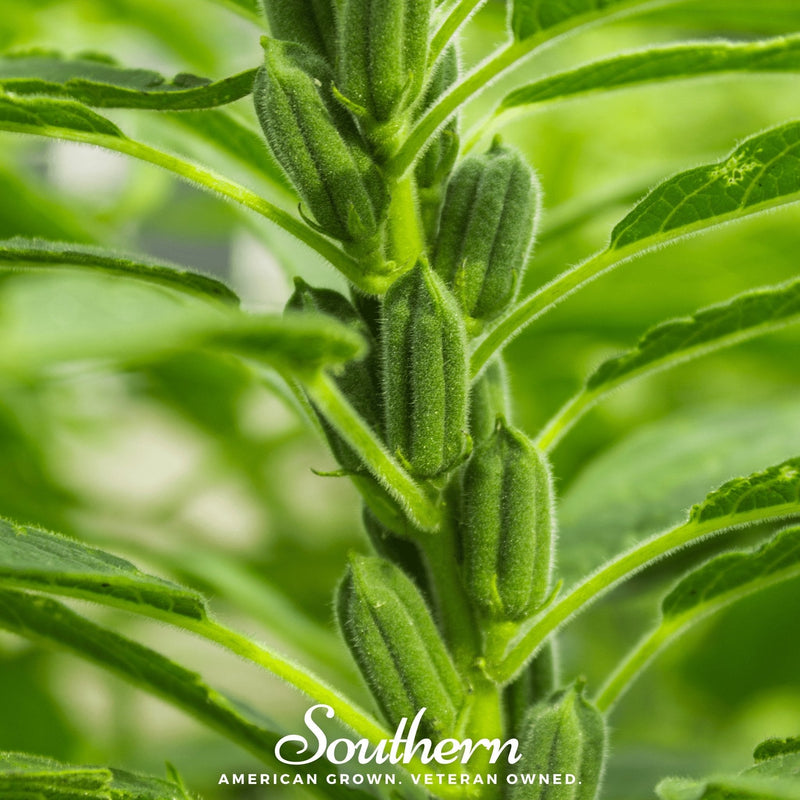 Load image into Gallery viewer, Black Sesame – 100 Seeds
