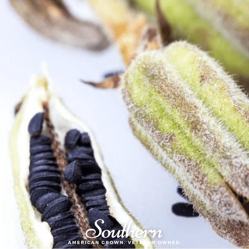 Load image into Gallery viewer, Black Sesame – 100 Seeds
