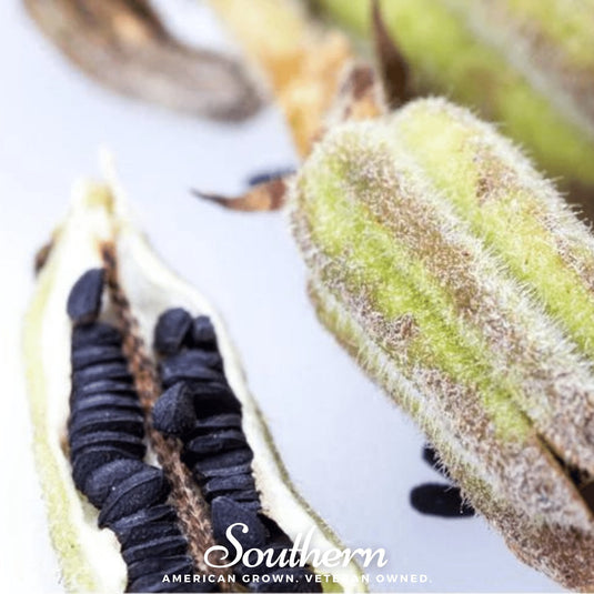 Black Sesame – 100 Seeds