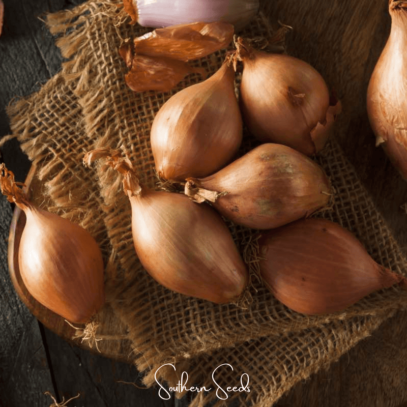 Load image into Gallery viewer, Davidor Shallot– 50 Seeds
