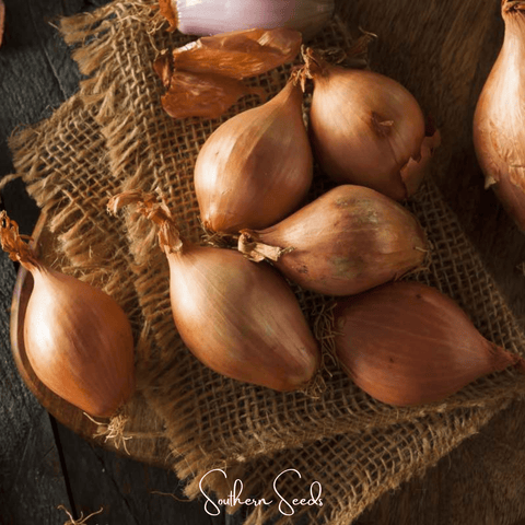 Davidor Shallot 50 Seeds