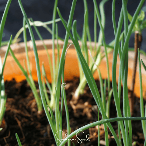 Davidor Shallot– 50 Seeds, additional product view 2