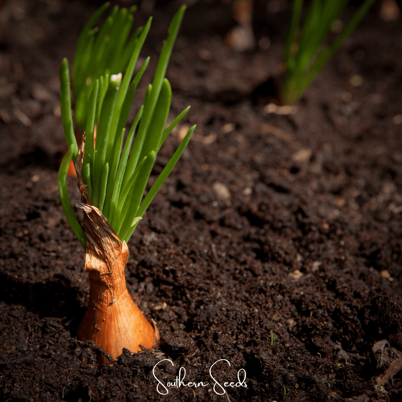 Load image into Gallery viewer, Davidor Shallot– 50 Seeds
