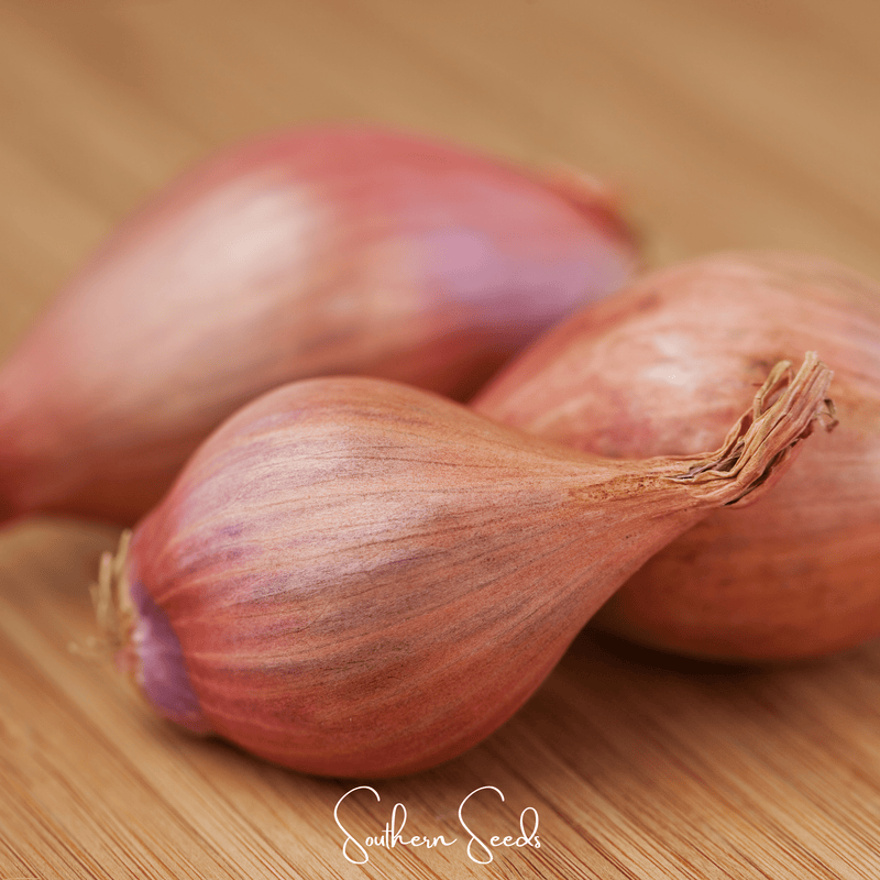 Load image into Gallery viewer, Davidor Shallot– 50 Seeds
