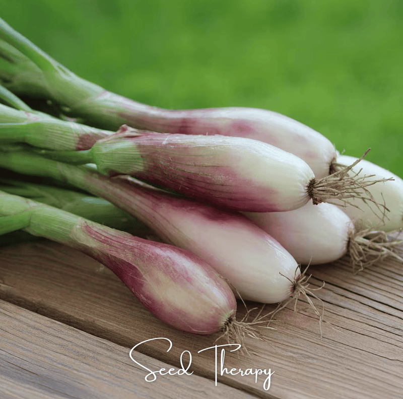 Load image into Gallery viewer, Zebrune Shallot – 25 Seeds
