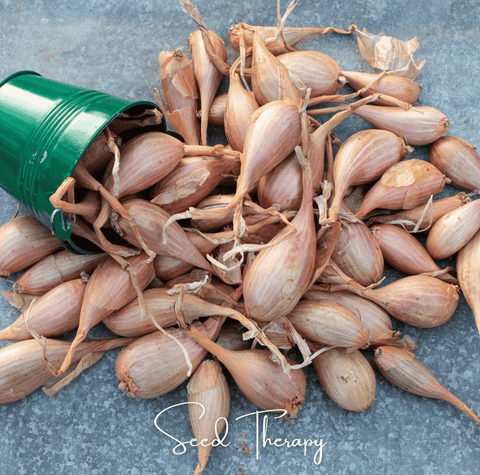Zebrune Shallot 25 Seeds
